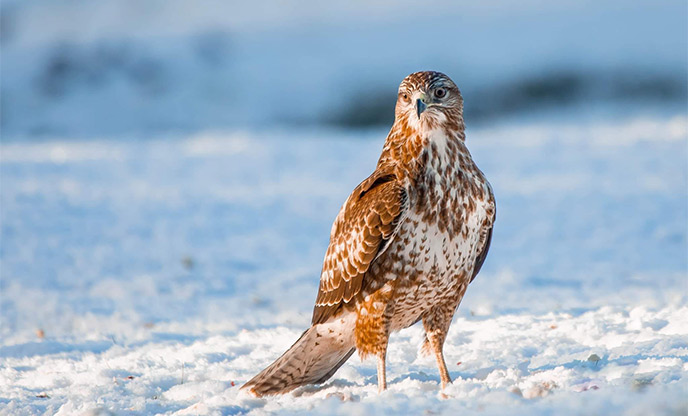 Buzzard photographed on the snow at Gigrin Farm