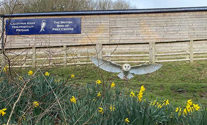 Owl flying at The British Birds Of Prey Centre
