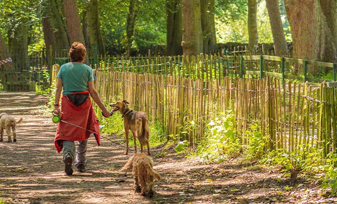 A woman walking her dogs through Ness Botanic Gardens in Cheshire