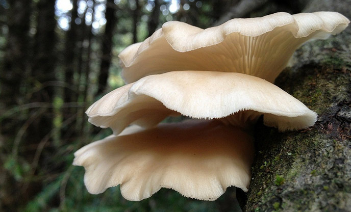 Wild fungi you can forage with Totally Wild, one of the best days out in Cheshire