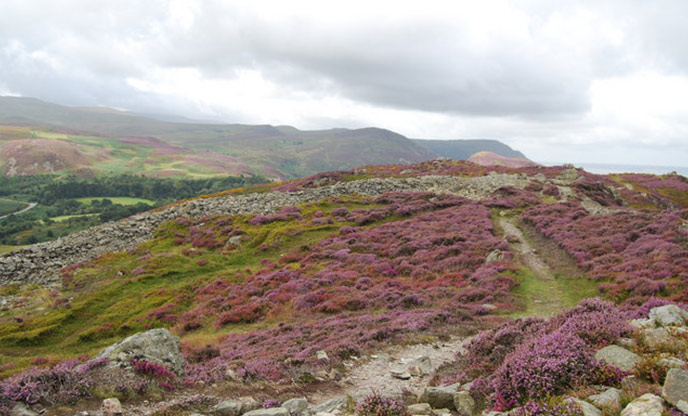 The ruin of a hillfort on Conwy Mountain surrounded by heather
