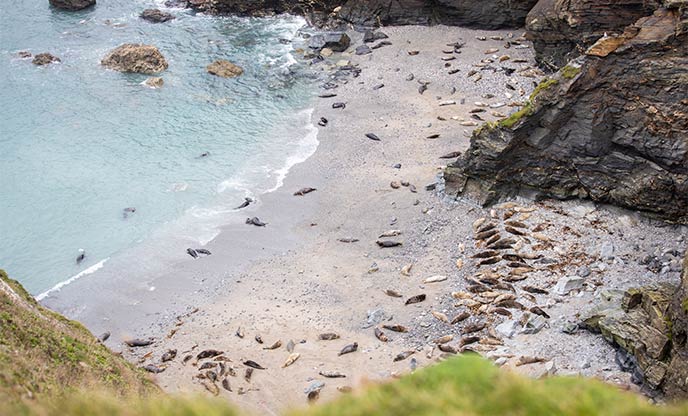 Seals bathing at Mutton Cove Godrevy