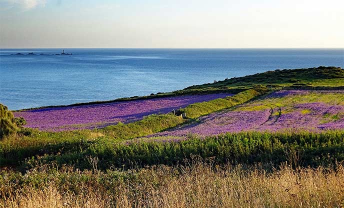 Beautiful heather-topped cliffs along the coast from Sennen in Cornwall