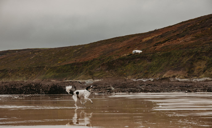 dog running on whitsand bay in south cornwall