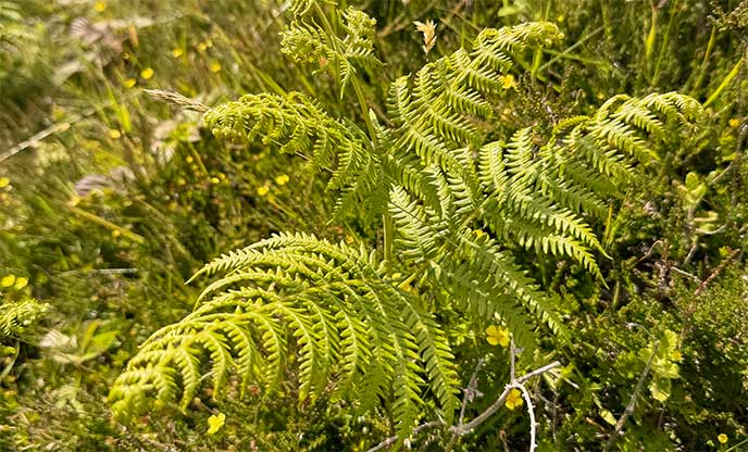 A close up of bracken, one of the UK's most common fern