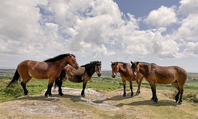 Moorland ponies on top of Sancreed Beacon