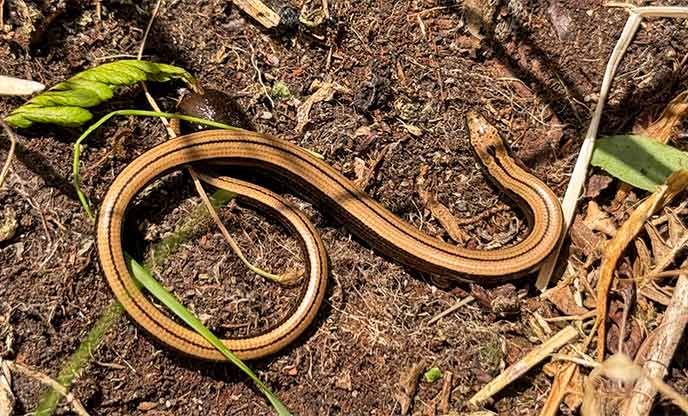 Slow worm on Sancreed Beacon