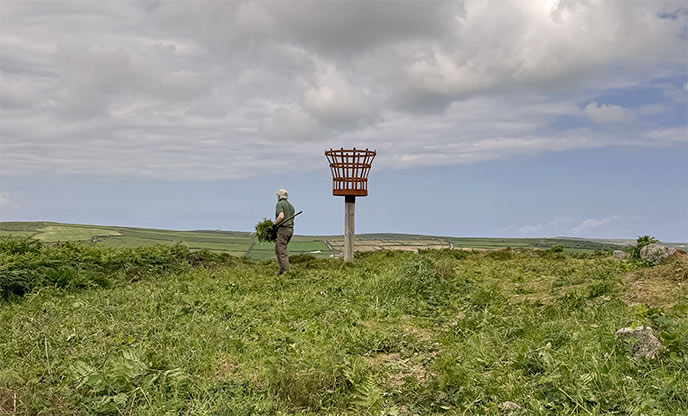 Sancreed's beacon in West Cornwall with a Cornish Heritage Trust volunteer clearing bracken