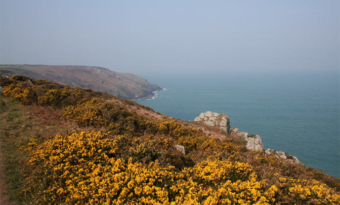 Looking over the gorse-covered cliffs towards the sea at Zennor in Cornwall