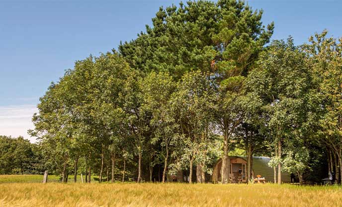 A beautiful wooden hideaway in amongst the trees in Cornwall