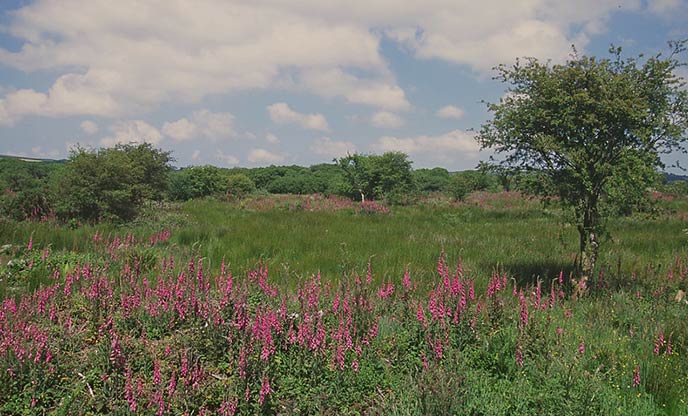 A view of foxgloves growing amid the greenery on Goss Moor
