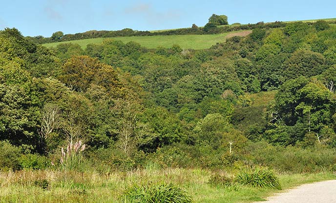 The views at Seaton Valley Countryside Park. The cycle trail can be seen in the foreground with a hill covered in woodland behind
