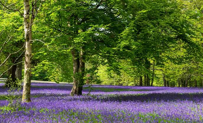A beautiful sweep of bluebells in a meadow at Enys Gardens in Cornwall