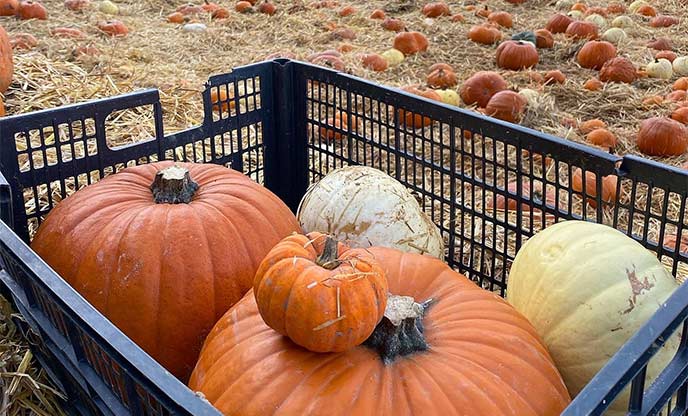 A basket full of pumpkins at a pumpkin patch