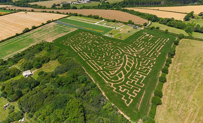 Ariel view of maze carved amongst maize in Cornwall