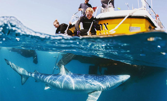 Shark under boat by Blue Shark Snorkel Trips