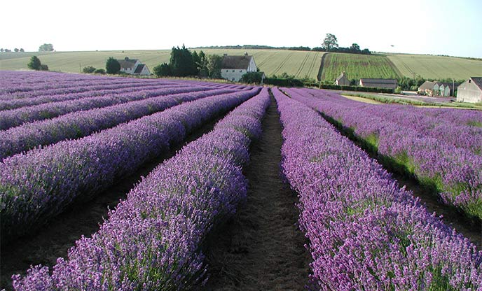 Rows of vibrant lavender in the Cotswolds countryside