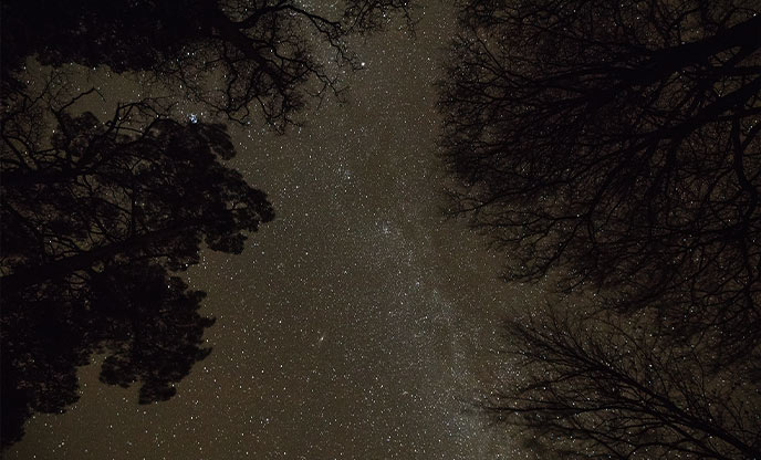 Looking up through the trees at the night sky at Low Force in County Durham