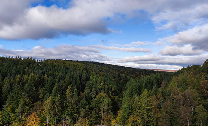 Looking over the treetops of Hamsterley Forest in County Durham