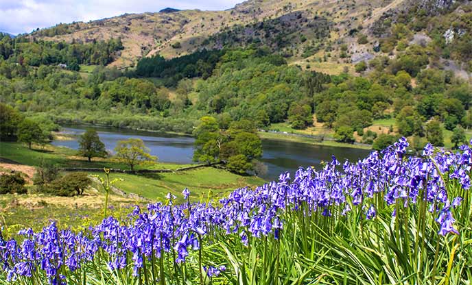 Bluebell covered fell overlooking Grasmere Lake from Loughrigg Terrace