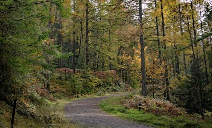 A winding path through autumnal leaves at Grizedale Forest in the Lake District