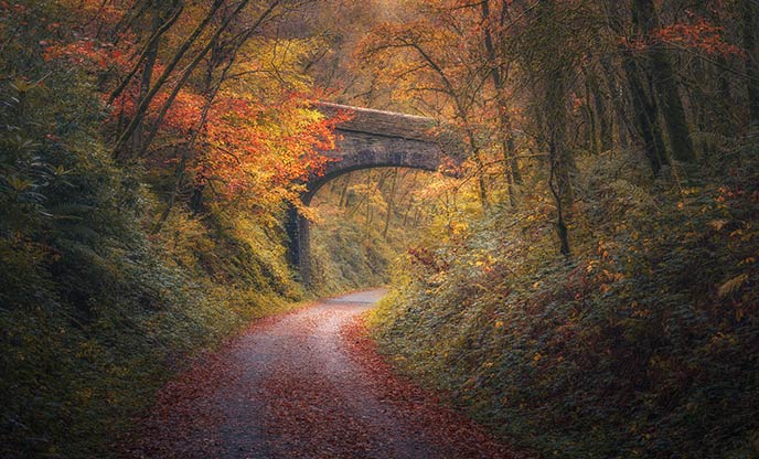Footpath under a viaduct surrounded by autumn trees