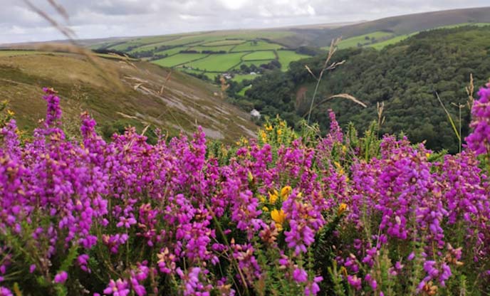 A view of wildflowers with Exmoor in the background