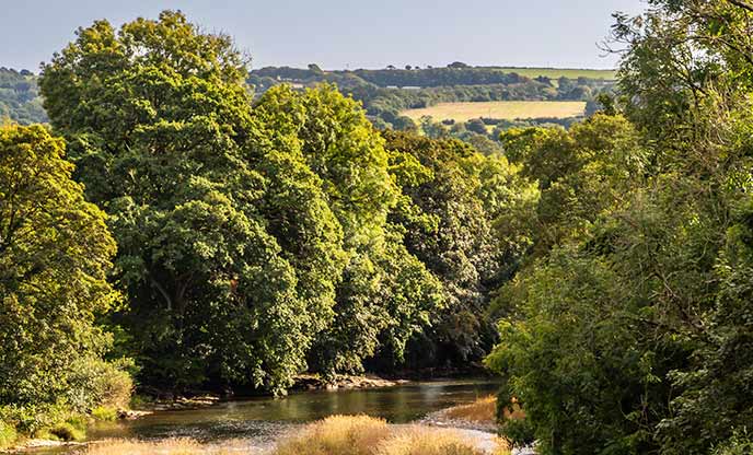 The River Tamar flowing through a wooded valley