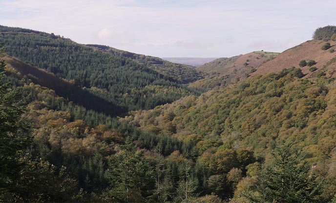 Looking across the treetops of Fingle Wood in Dartmoon National Park