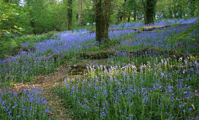 Carpet of bluebells at Lady's Wood 