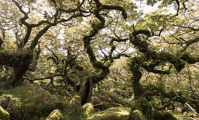 Amazing forests and woodlands in the UK