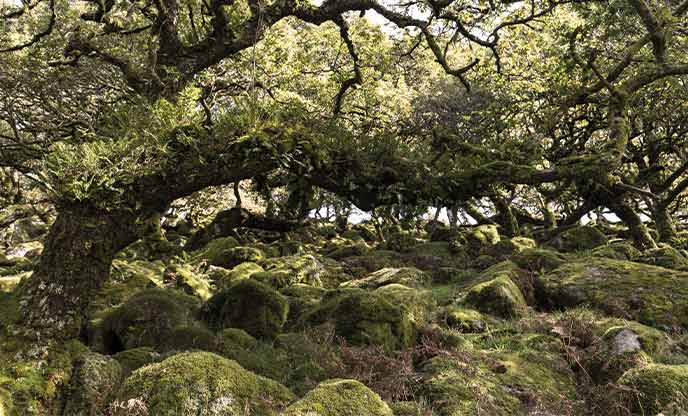 Ancient tangled trees reaching over moss-covered boulders at Wistman's Wood in Dartmoor