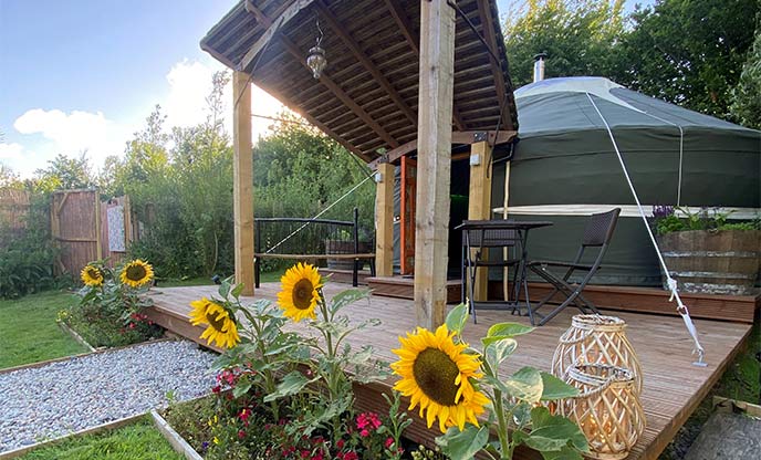 Vibrant sunflowers outside yurt