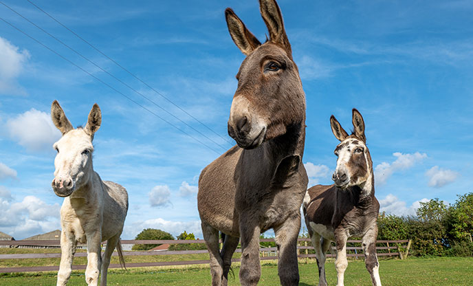 Three rescue donkeys looking at the camera at The Donkey Sanctuary in Devon