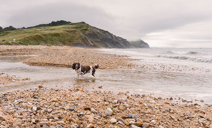 A spaniel playing in the shallow waters of Charmouth Beach