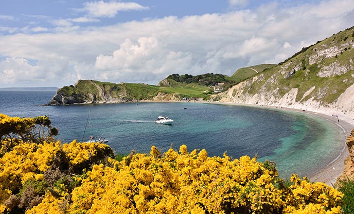 Gorse on the clifftops overlooking the calm waters of Lulworth Cove in Dorset