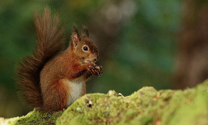 A red squirrel sitting on a log at Brownsea Island in Dorset