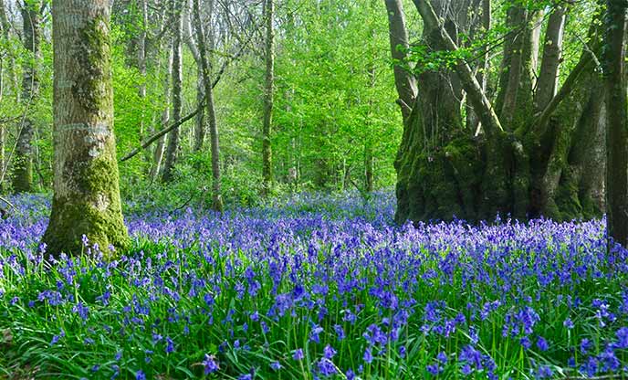Woodland in Dorset covered in bluebells