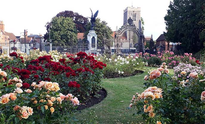 Roses bloom in front of grand gate at Colchester Castle Park