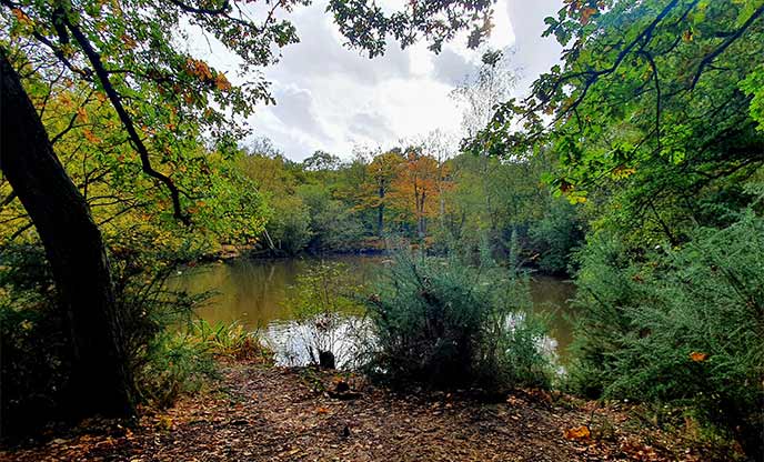 Autumn leaves fall around lake at Epping Forest