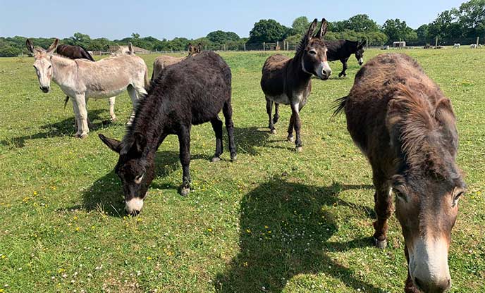 Rescued donkeys grazing at Hopefield Animal Sanctuary