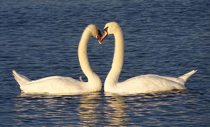 Two swans swimming in the water at RSPB Saltholme