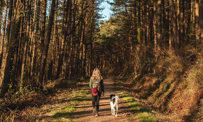 Tips for glamping with your dog 