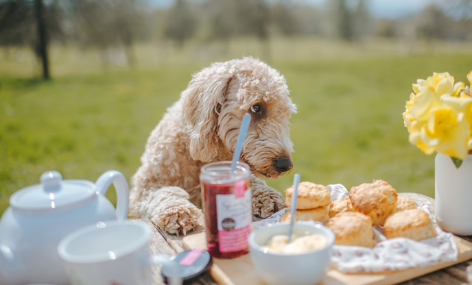 Dog enjoying a cream team!