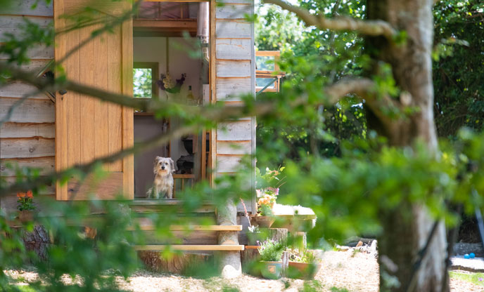 A dog friendly tiny house in Cornwall