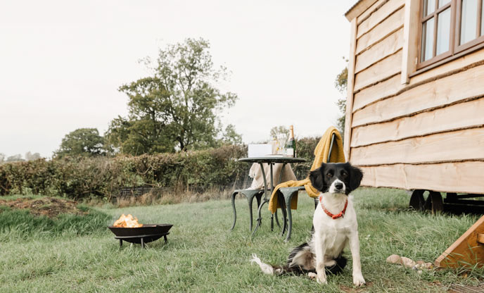Autumn is the perfect season for glamping with your dog