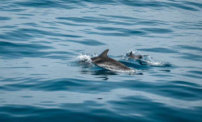 Dolphin spotting in Cardigan Bay 