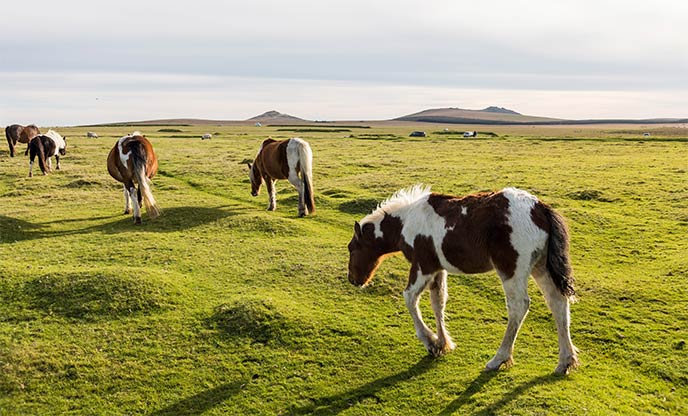 Ponies grazing on Bodmin Moor, Cornwall