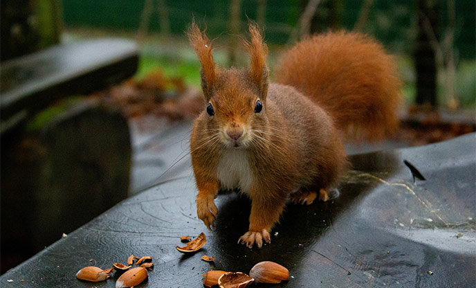 A red squirrel eating nuts 