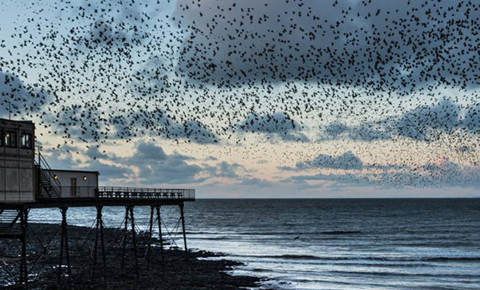 A beginner’s guide to birdwatching in the UK